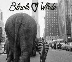 Black loves White